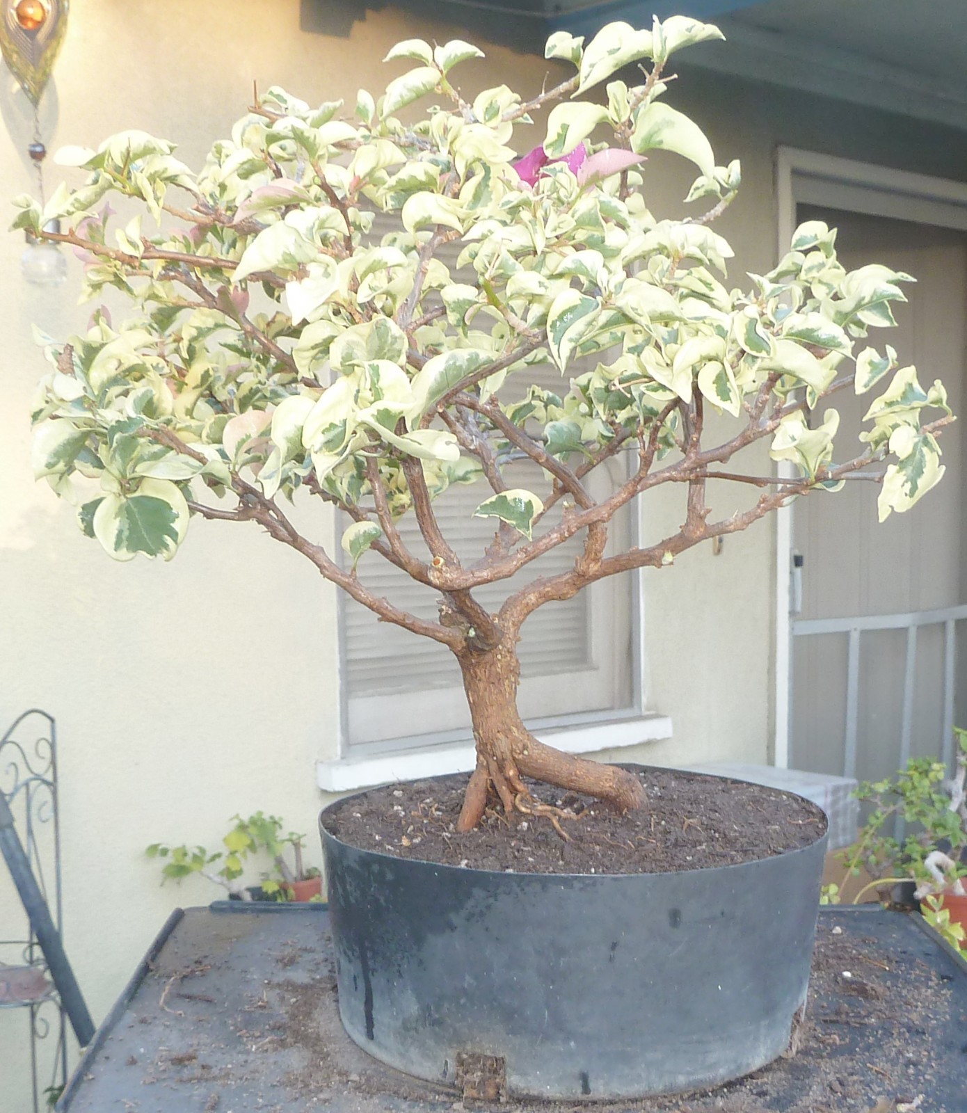 Variegated Bougainvillea Raspberry Ice Pre Bonsai Dwarf Kifu Nice Trunk Flowers
