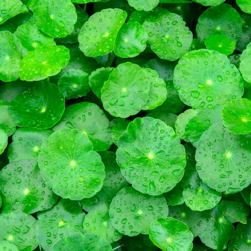 1100 Green Gotu Kola Seeds – Hat Rau Ma – Big Leaf Seed Centella 1100,
