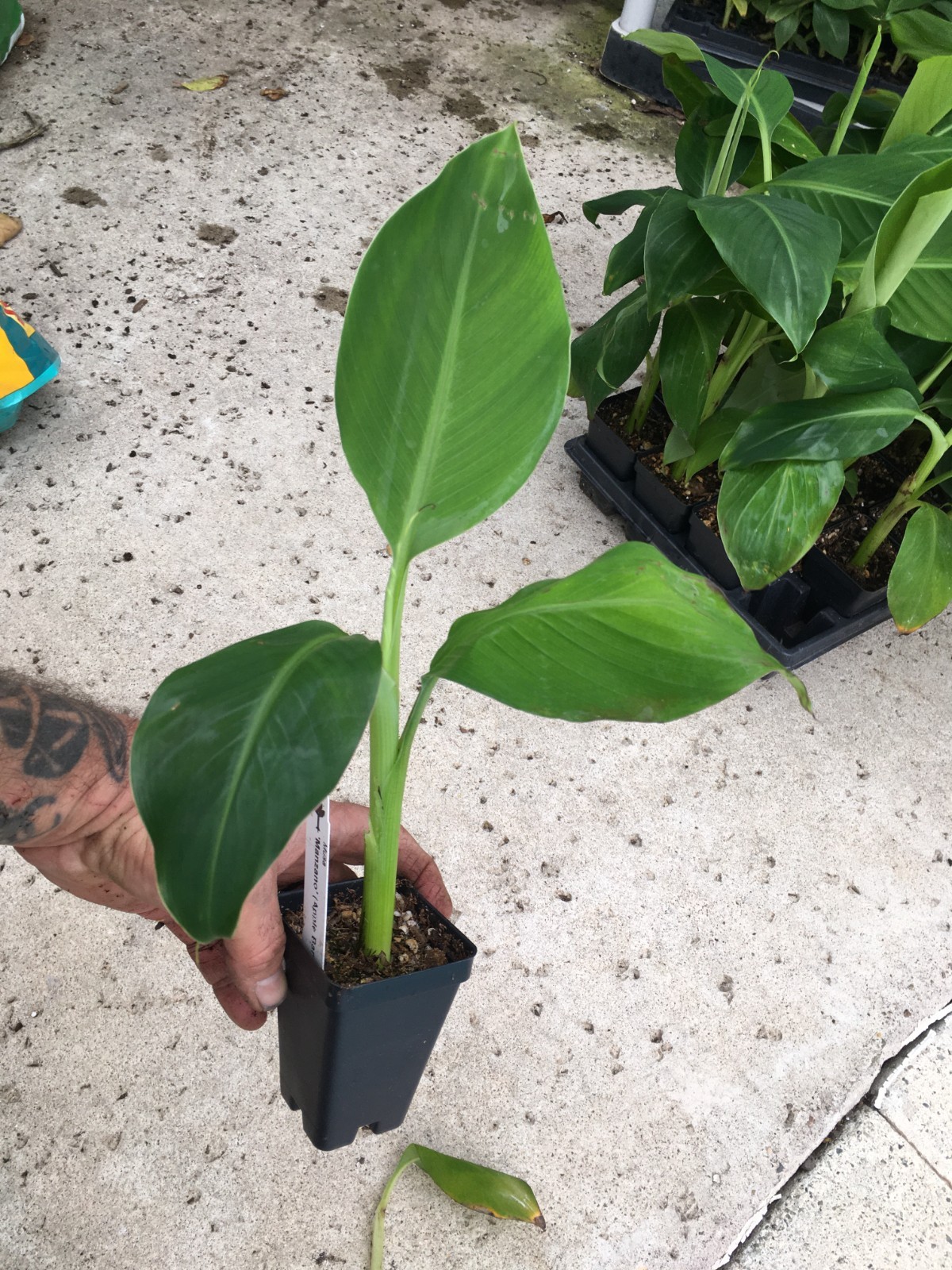 FHIA-02 Mona Lisa Banana – Dessert Banana – RARE Dwarf Banana