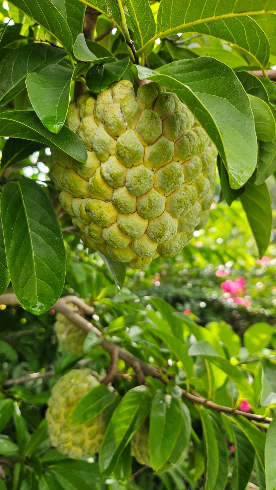 Organic Sugar Apple Seeds 60 pieces Annona Squamosa FRESH HARVEST 9/2025