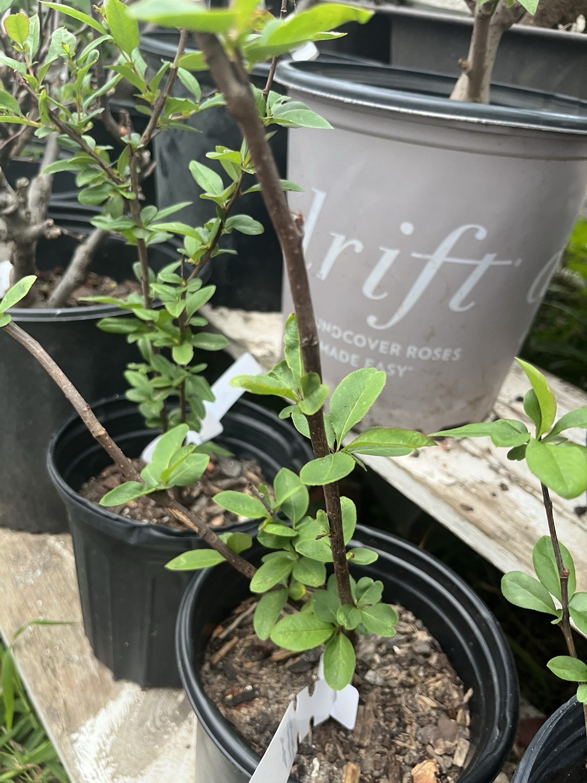 Chinese Quince (Pseudocydonia sinensis) Caiyu Multi Double petals 彩玉贴梗海棠
