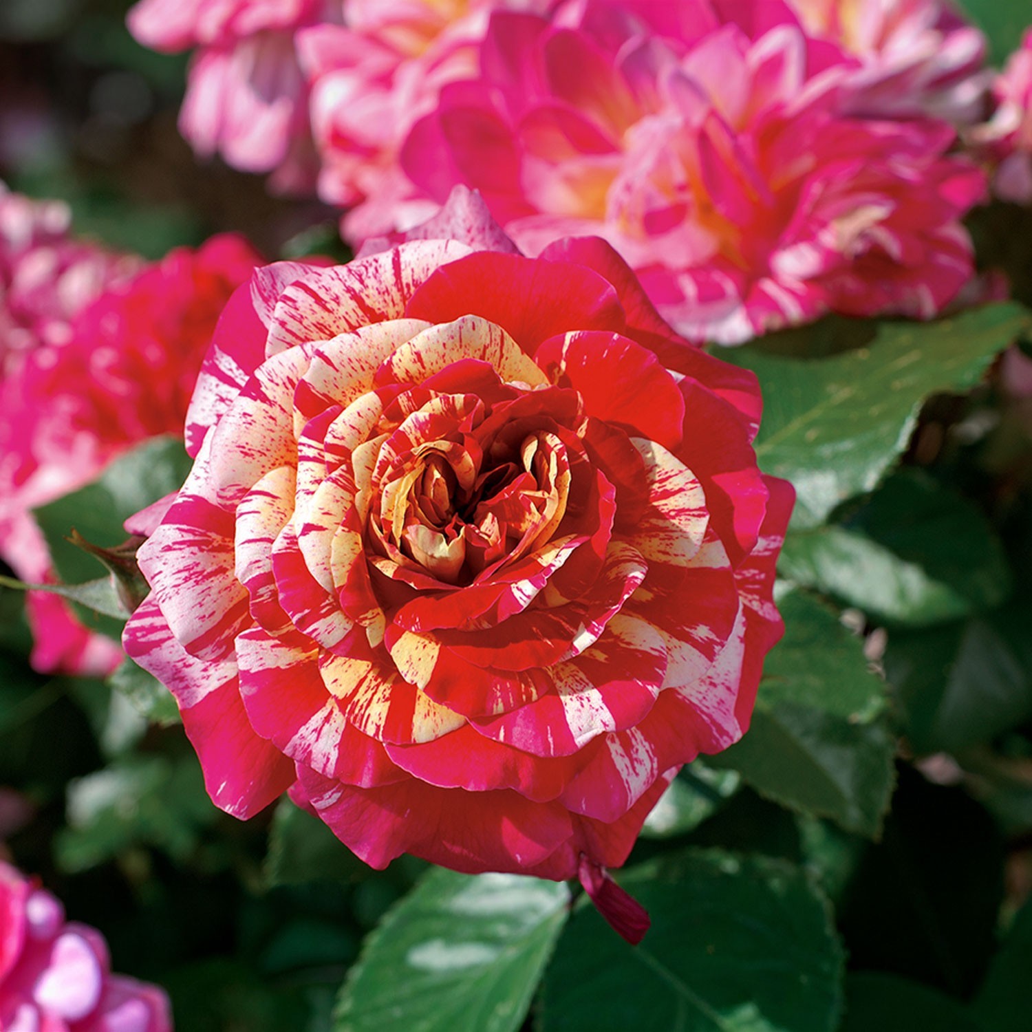 All American Magic Rose 1.5 Gal Pot, Non-Stop Fragrant Striped Flowers, Own Root