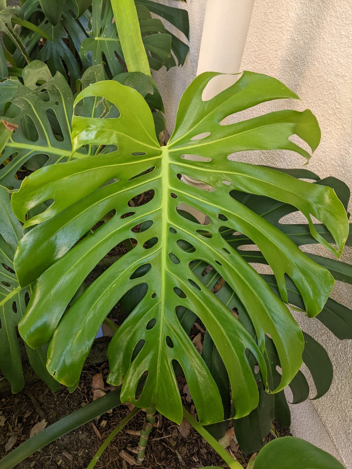 Monstera Albo Deliciosa, Reverted into Swiss Cheese Plant, FREE Shipping