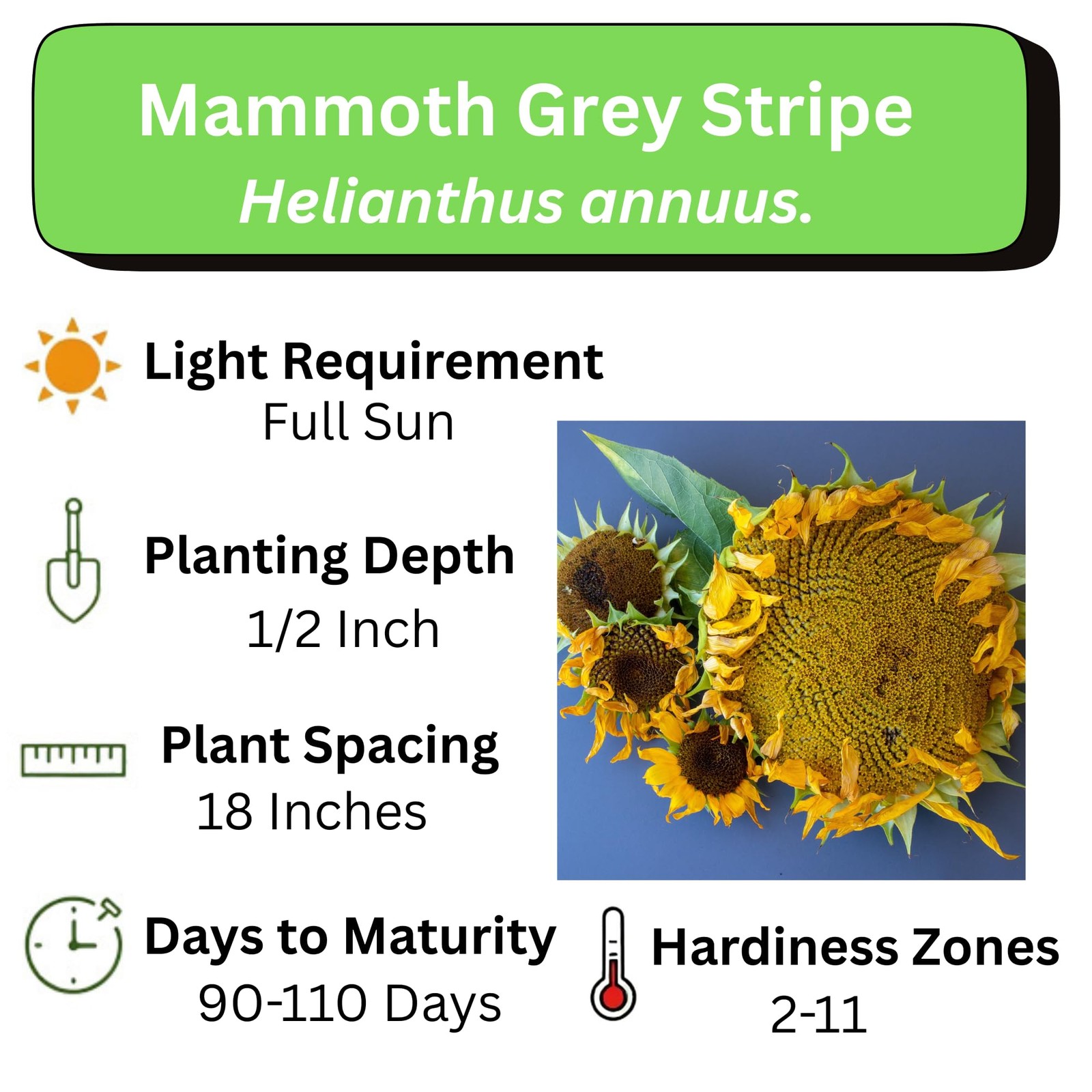 Mammoth Sunflower Seeds for Planting Grow Giant Sun Flowers in Your Garden …