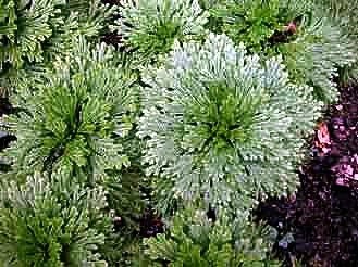 Rose of Jericho Resurrection Fern – Polypodium – 1 Count (Pack 1),