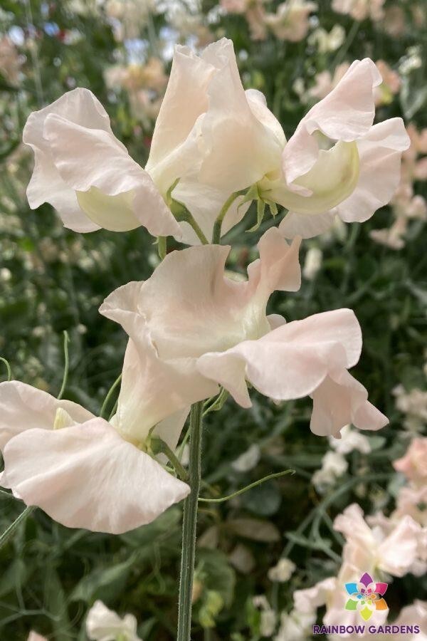 50+ Castlewellan Sweet Pea Seeds for Garden Planting – USA – FREE SHIPPING!