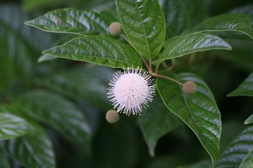 Green Promise Farms Proven Winners – Cephalanthus Occidentalis Sugar Shack