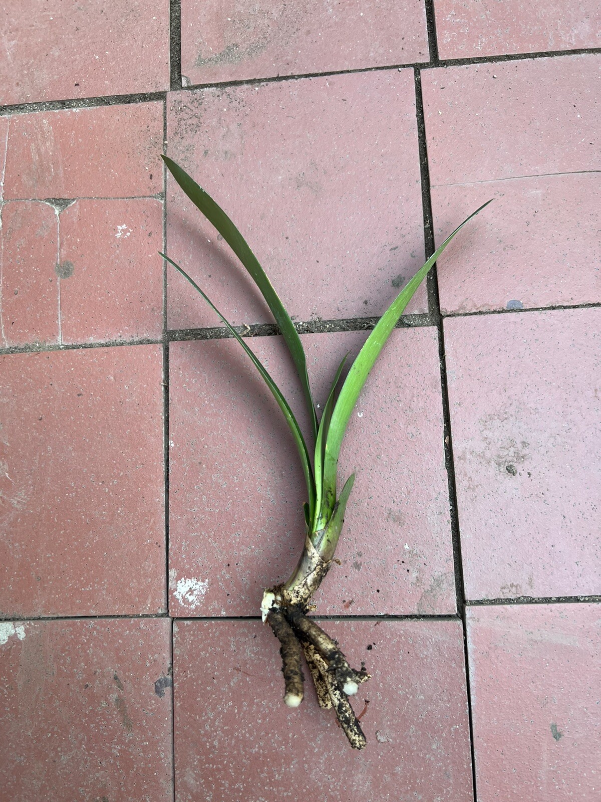 1 Clivia Miniata Bush Lily Bare Root Live Plant Orange Flowers Ready To Plant