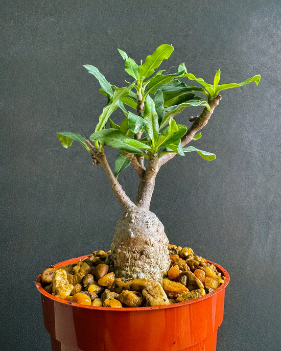 Fockea Capensis rare caudex bonsai african succulent plant 4″ ships bare root