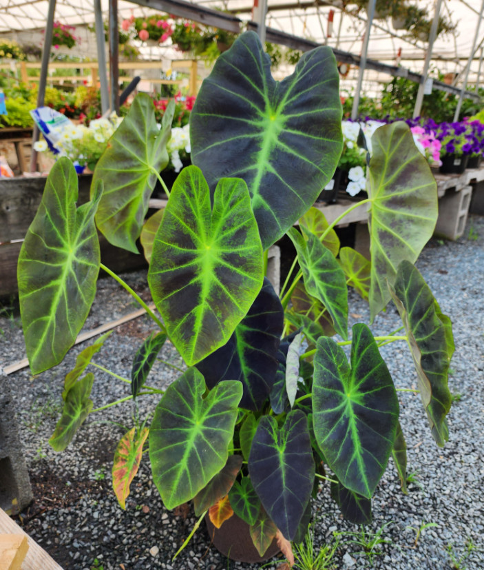 Illustris Colocasia Live Plant – 5-10″ Tall – Dark Elephant Ear Tropical Plant