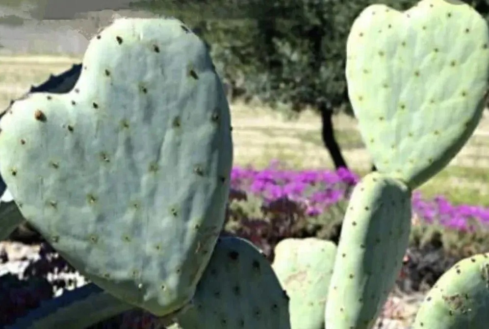 Rare Heart Shaped Prickly Pear Cactus pads. 🌵 ❤ A unique Valentines gift 🎁 ❤