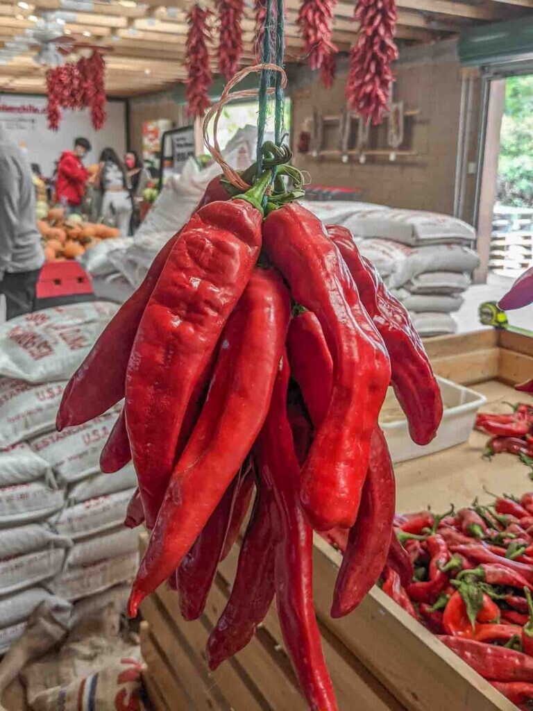 220 SEEDS Hatch (New Mexico) Chile Pepper Mild Spicy | USA Grown