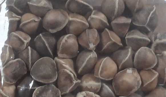 Viable Moringa Seeds (100+ seeds) drumstick tree (Moringa Oleifera)
