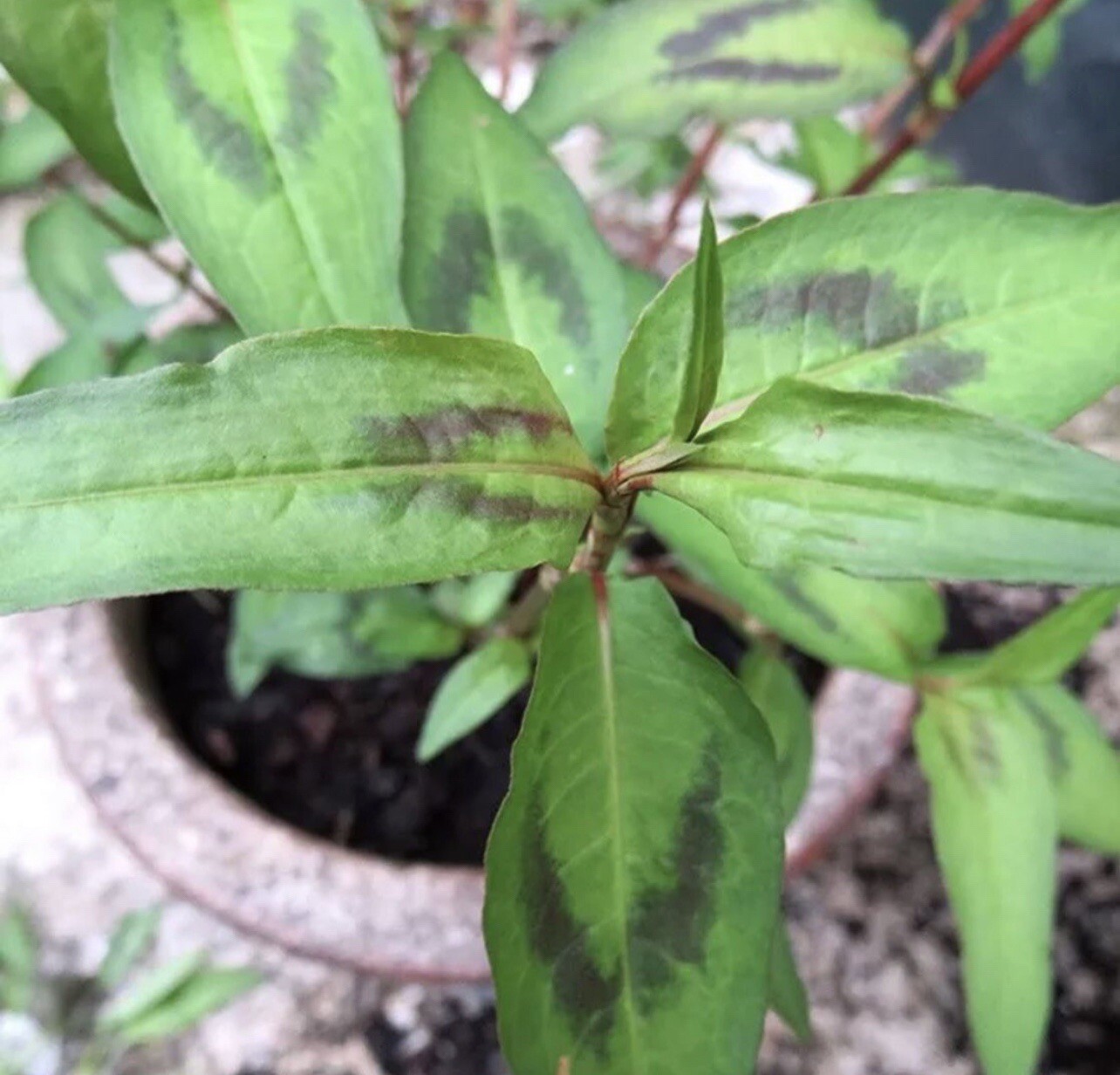 5 Live About 1’ Total Length Vietnamese Coriander Plants Rau Ram rooted in soil