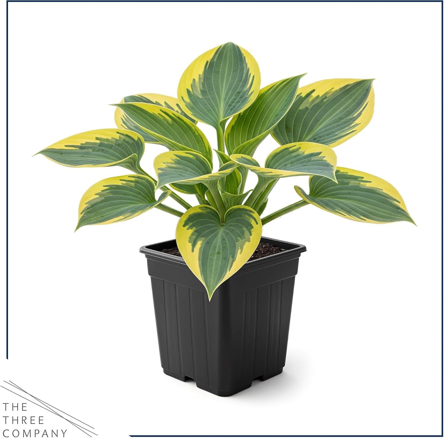Beautiful ‘First Frost’ Hosta – 3 Medium-Sized Live Plants for Outdoor Elegance