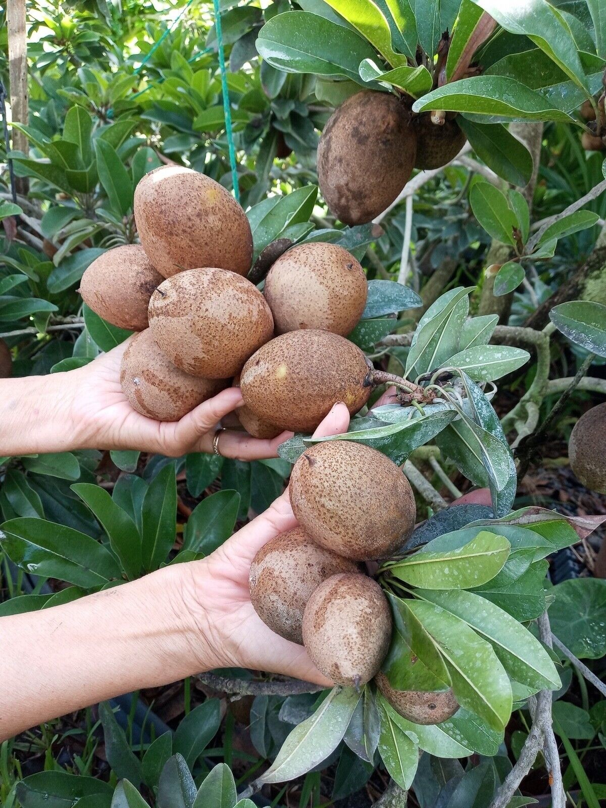 1 FLORIDA Sapote Manilkara Zapota Sapodilla zapote Nispero Fruit Plant 8-12″