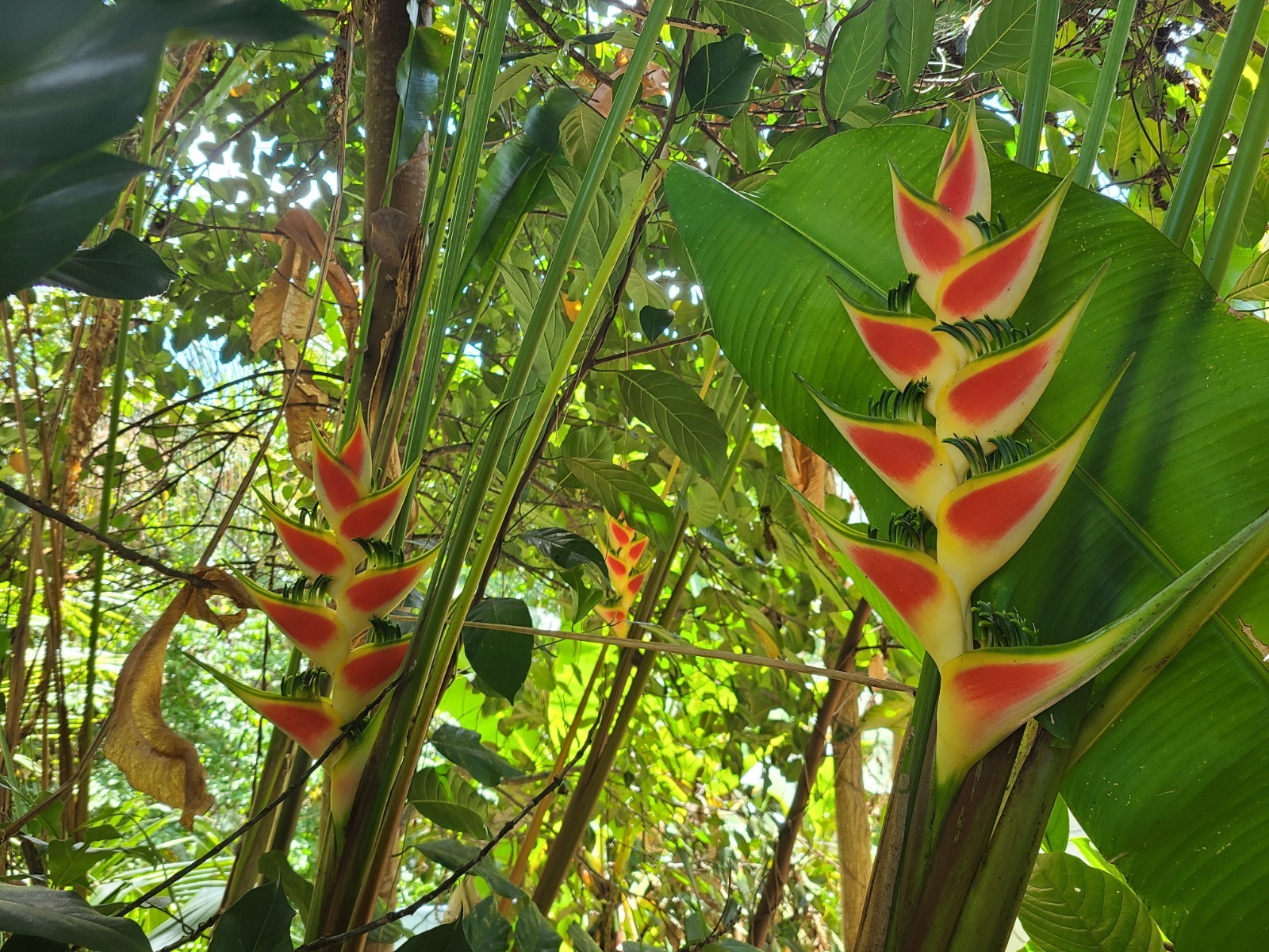 Easter Heliconia Rhizome (H. Wagneriana) tropical flower landscaping plant