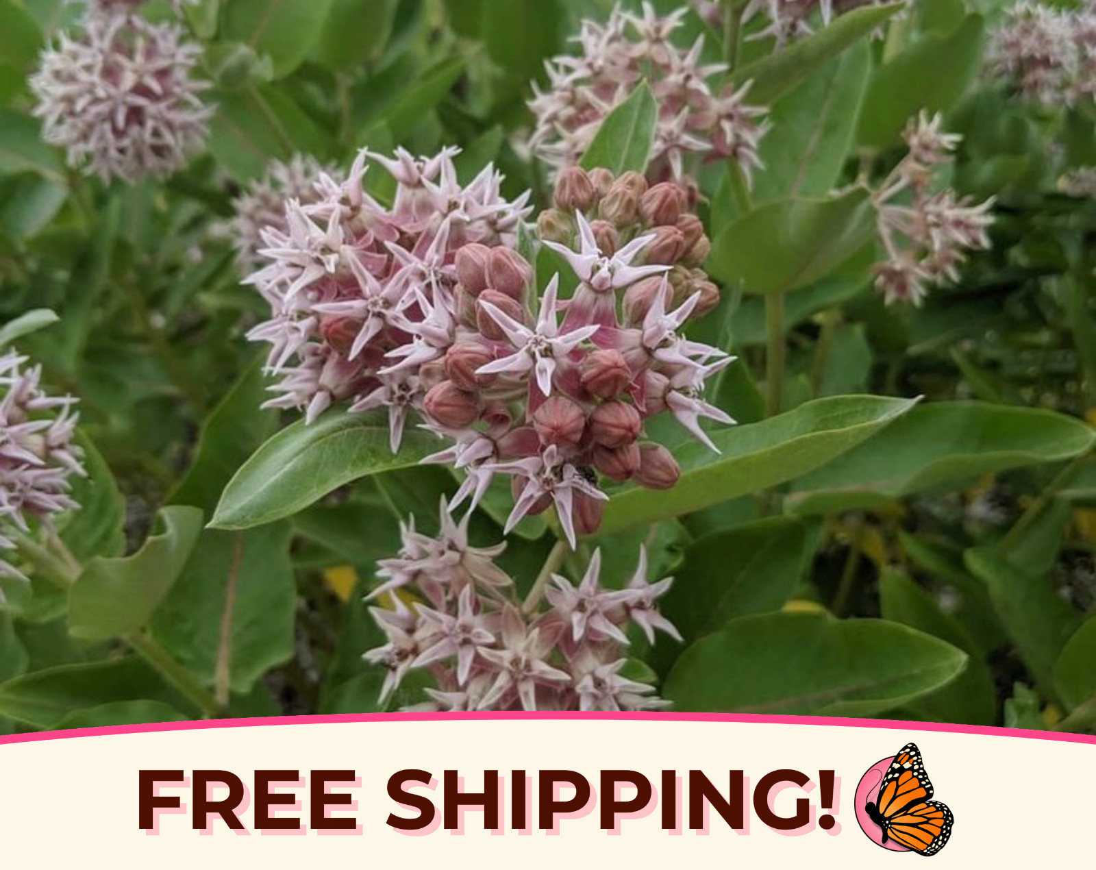 125+ Showy Milkweed Seeds (Asclepias speciosa) Monarch Butterfly Host Plant USA