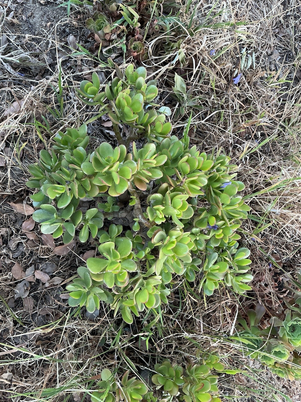 Healthy lush green Crassula Ovata Jade Plant cluster, Rooted 18” tall with roots
