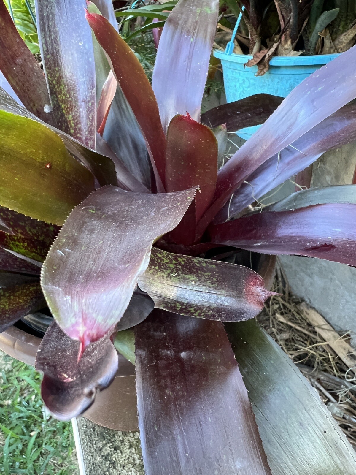 Exotic TROPICAL LANDSCAPE PLANT Pup Bromeliad purple green colorful -unbranded