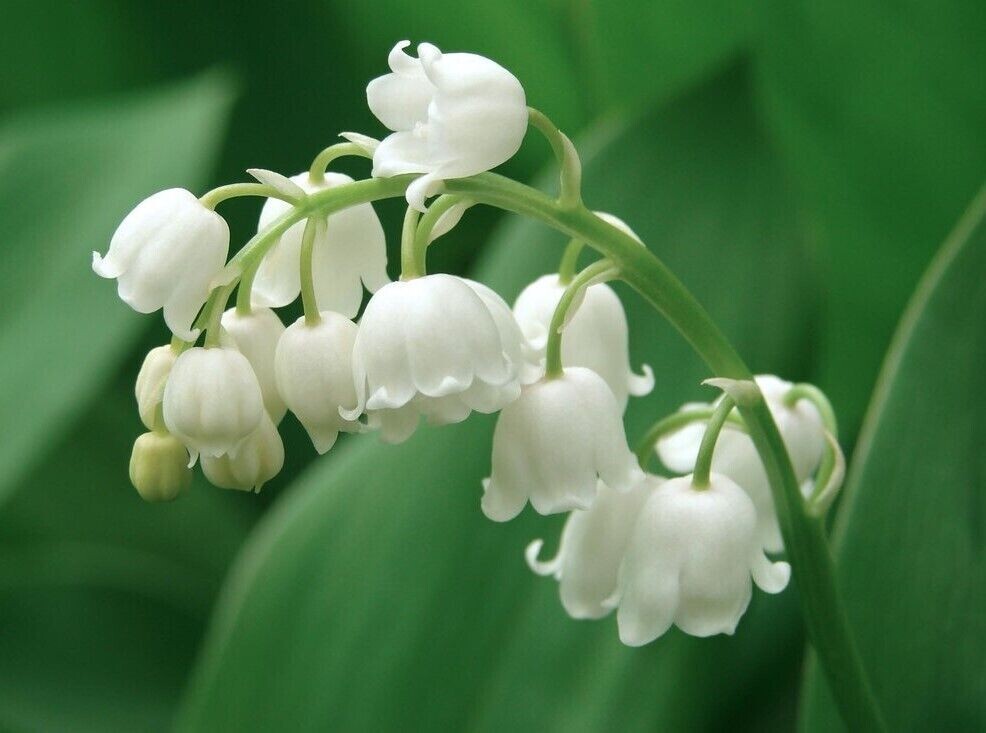 Lily of the Valley – Convallaria Majalis Perennial Bare Root 50 – Live Plants