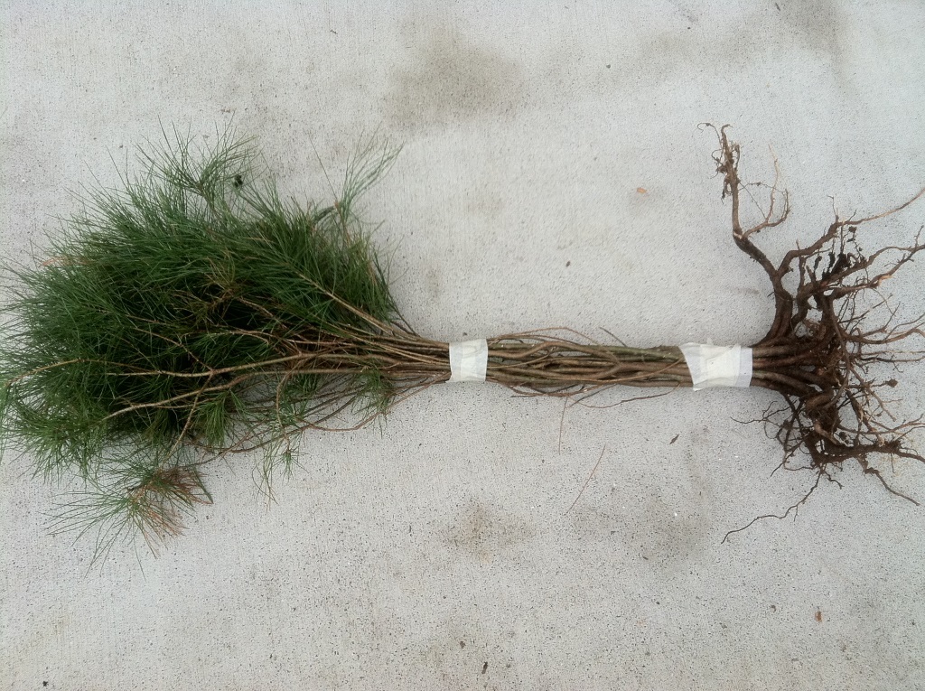 (3) Evergreen Eastern White Pine 30″inch Tall Transplant Starter tree seedlings