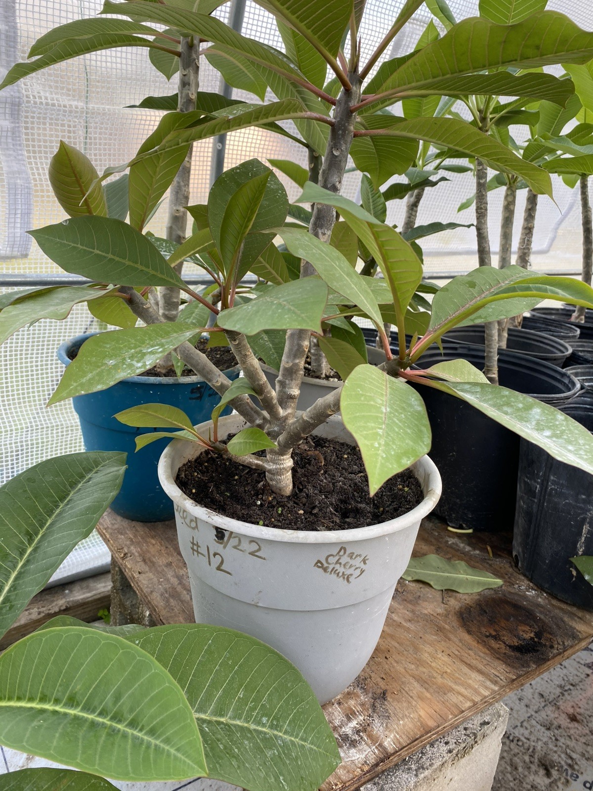 Mixed Thai Seeds bulk (Plumeria Kingdom)