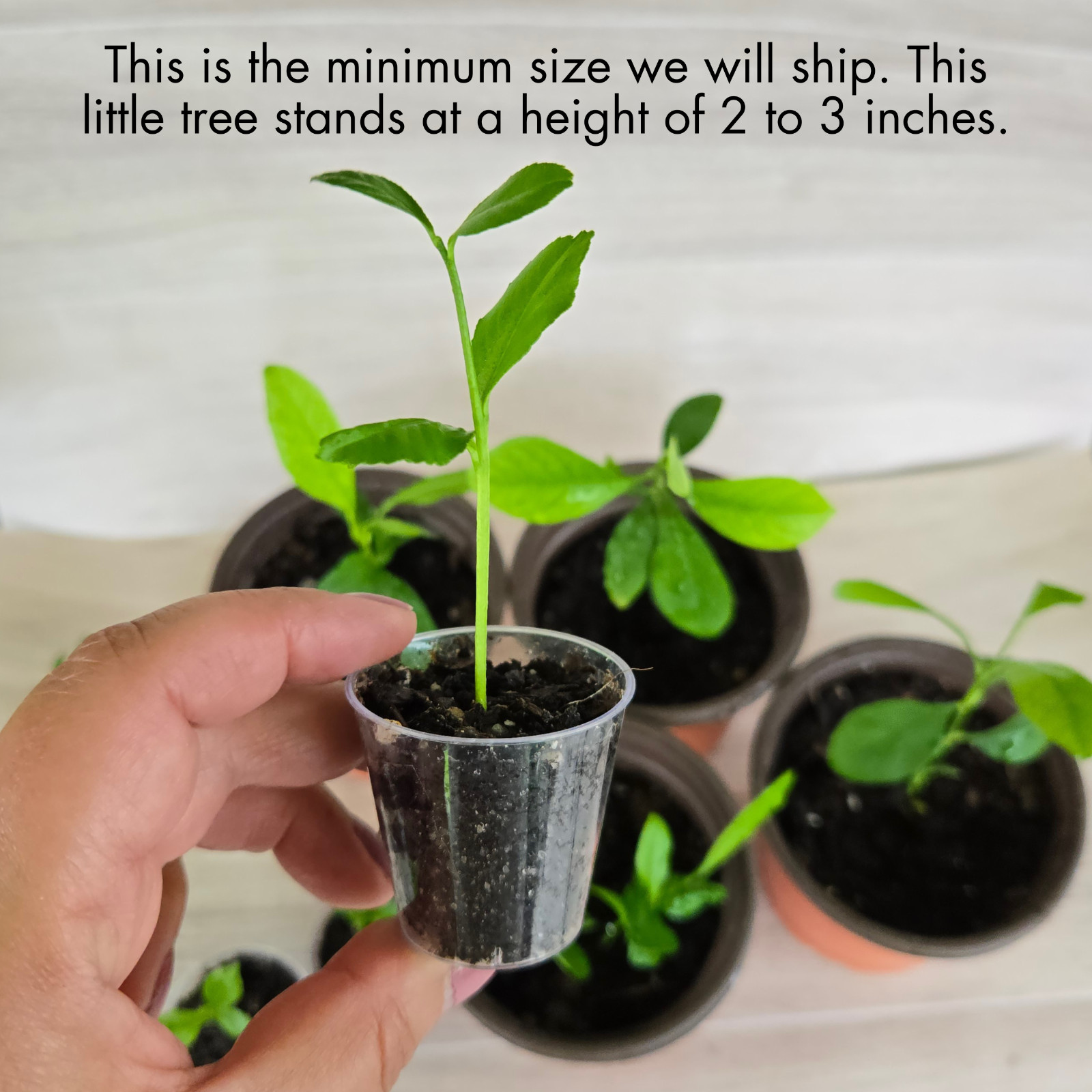 Lemon Yellow Eureka Trees Live Starter Plants, Seedling, Rooted, Grown from Seed