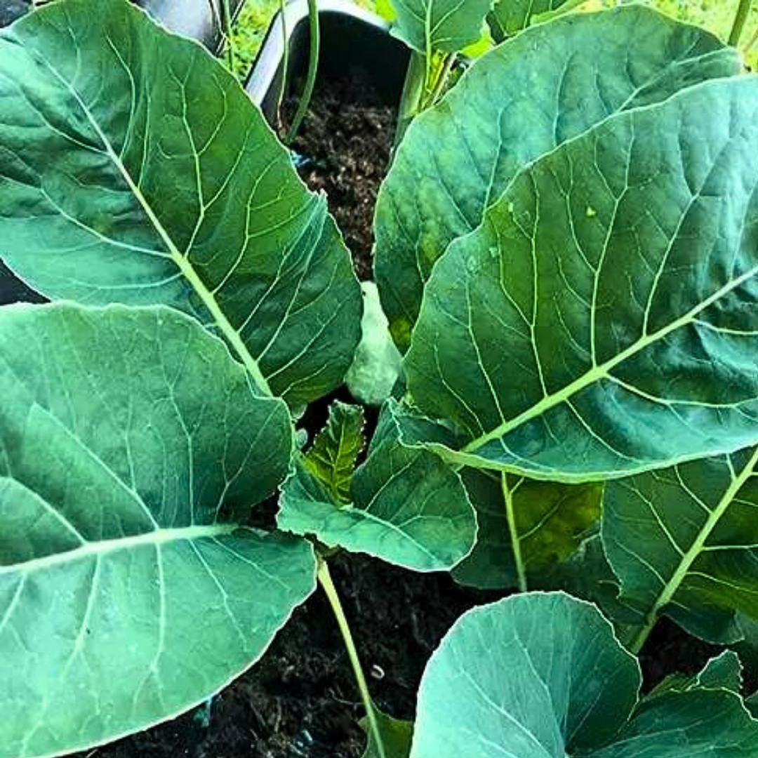 Fresh Cauliflower Seeds | Y Improved | Heirloom Non-GMO | Fresh Vegetable Seeds
