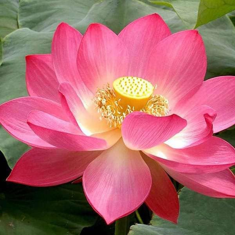20 Lotus Seeds for Planting in Water – Precut Mixed Color Lotus Flower Seeds – W