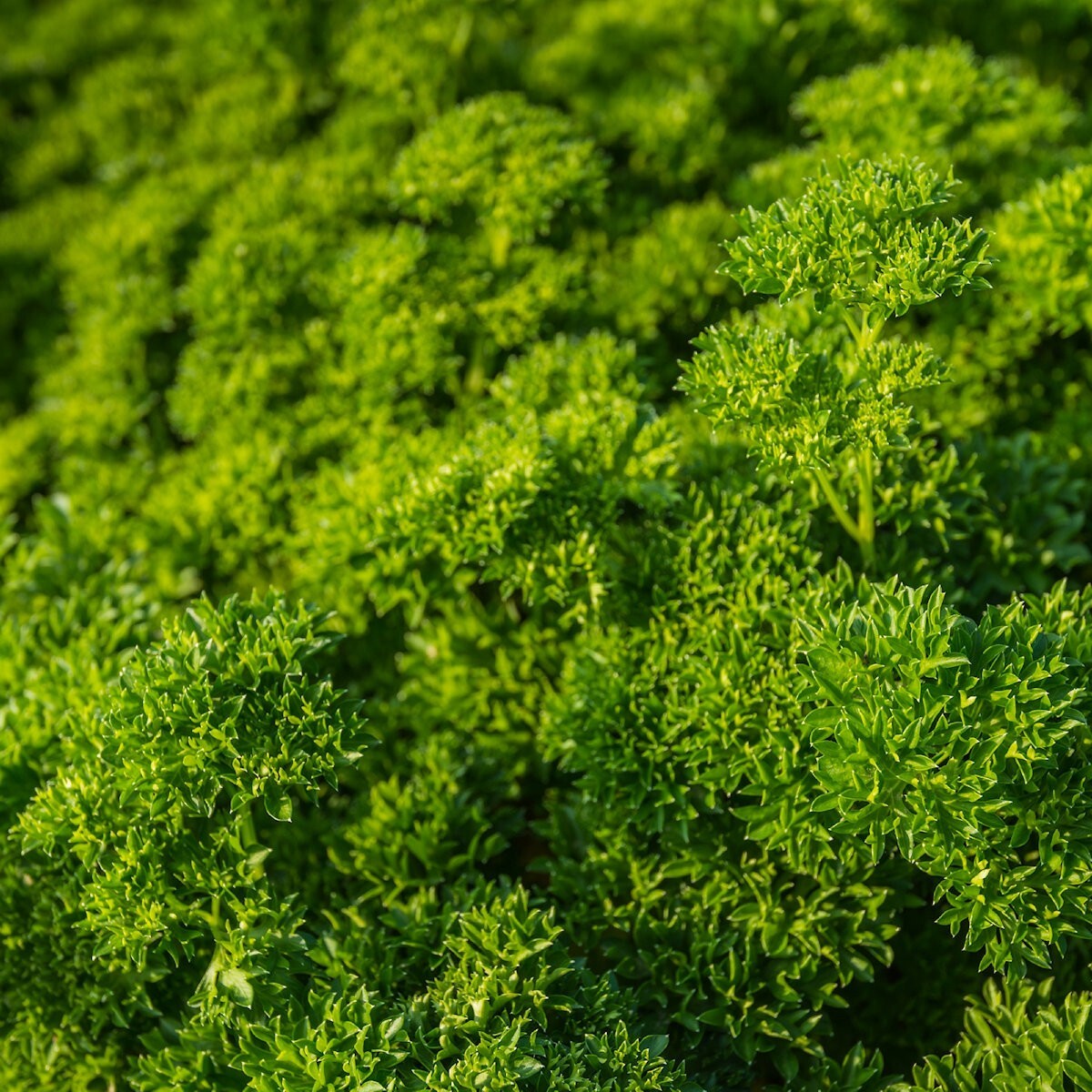 1/4 Lb Moss Curled Parsley Seeds – Everwilde Farms Mylar Seed Packet