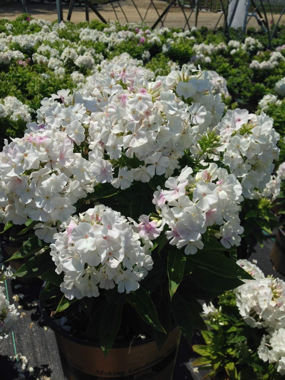 Green Promise Farms Volcano Phlox – Phlox Volcano White Garden Phlox Perennial
