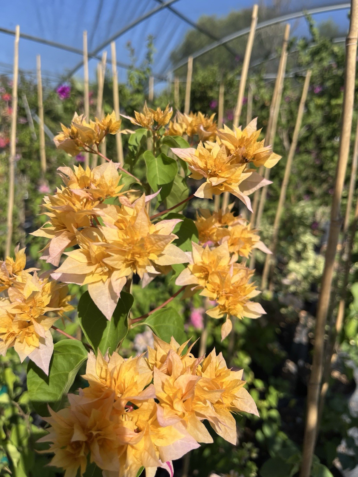 Doubld Petals Gold Yellow Bougainvillea 2 Ft Tall 3 Gallons Pot