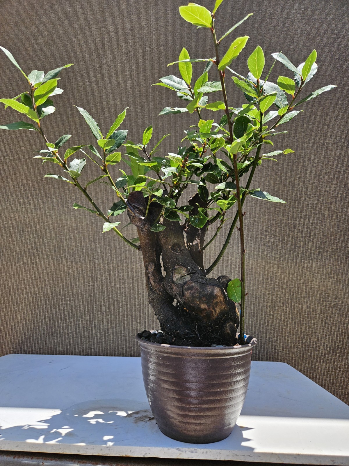 Old Sweet Bay Leaf ( Bay Laurel ) Bonsai Tree,,, SALE
