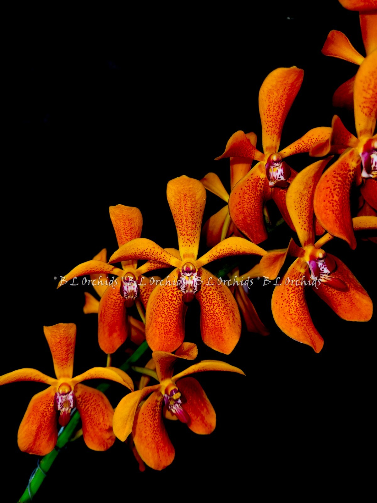 Renvanvanda Dao Manee “Sunset Glow” L