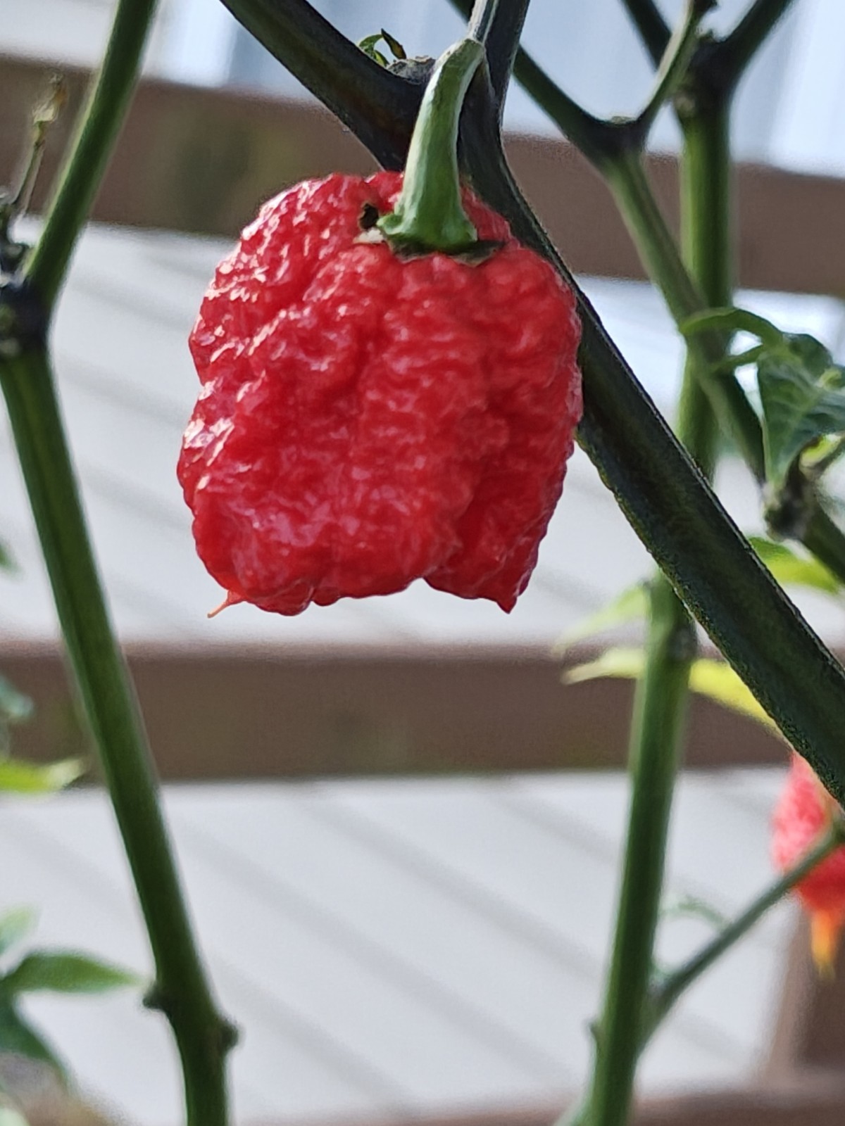 The Ultimate Super Hot Seed Collection! 20 Plus Varieties