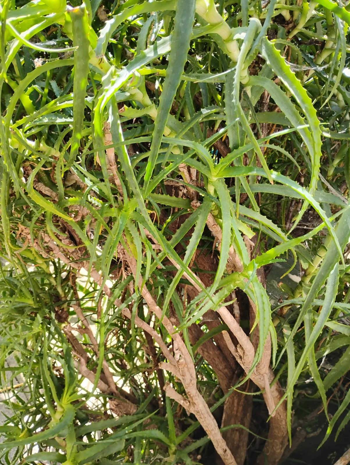 Large Aloe Arborescens Cactus Plant Cuttings from 40 year old Healing Plant.