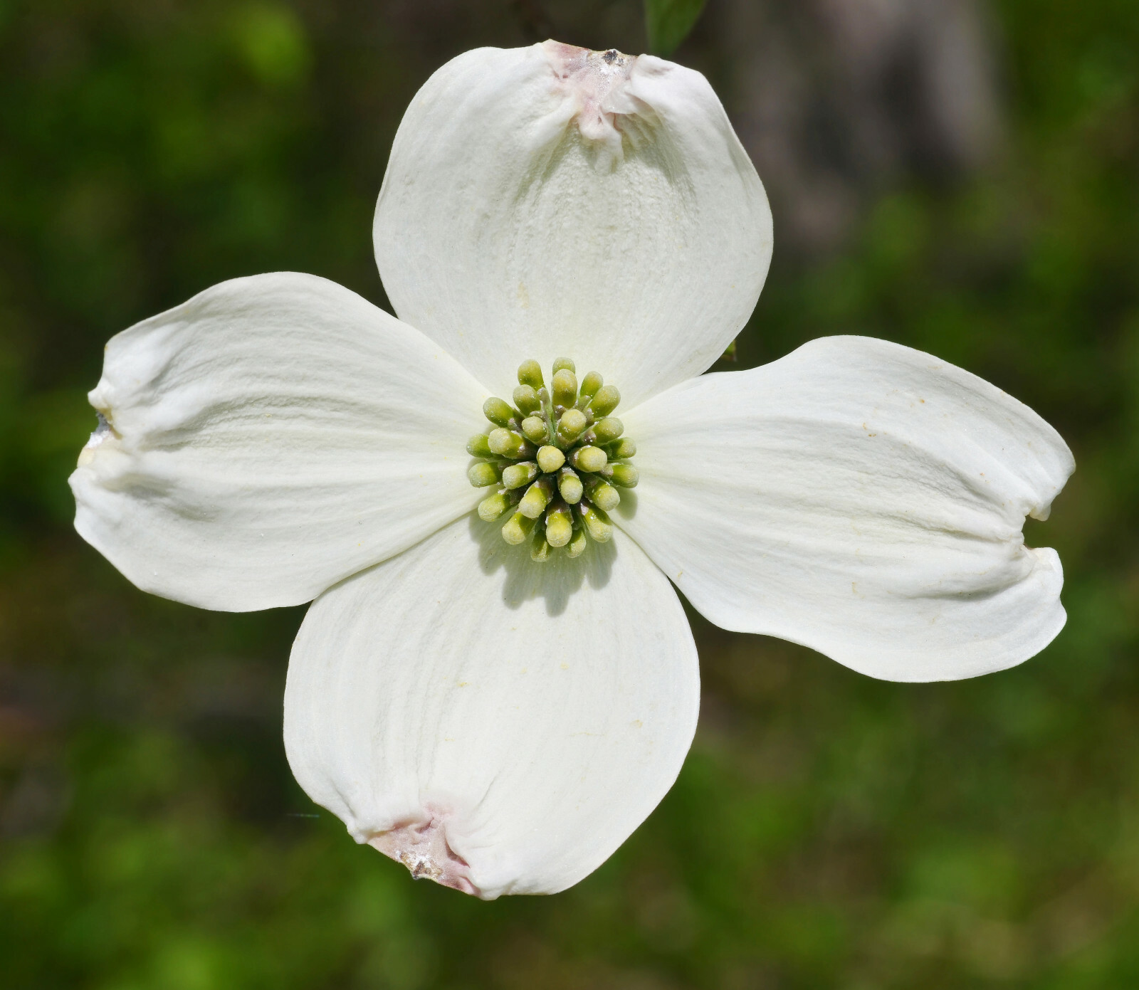 20 + seeds flowering dogwood (Cornus florida) Native Coastal SC, New Crop 2022