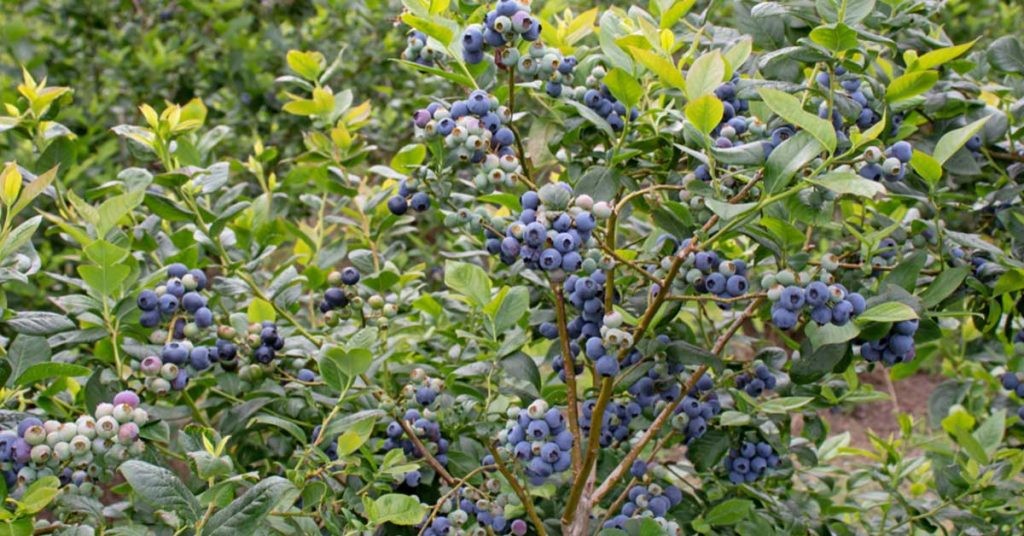 PATRIOT HIGHBUSH BLUEBERRY Vaccinium corymbosum ‘Patriot’ LIVE WELL ROOTED PLANT