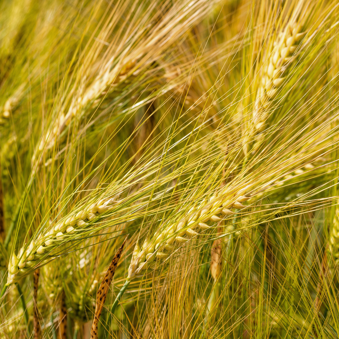 Fresh Barley Plant Seeds | Common | Hulless | Heirloom Non-GMO | Grains
