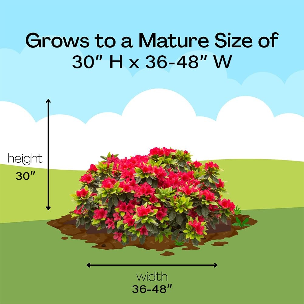 Proven Winners 2 Gal. Perfecto Mundo Red Azalea Shrub
