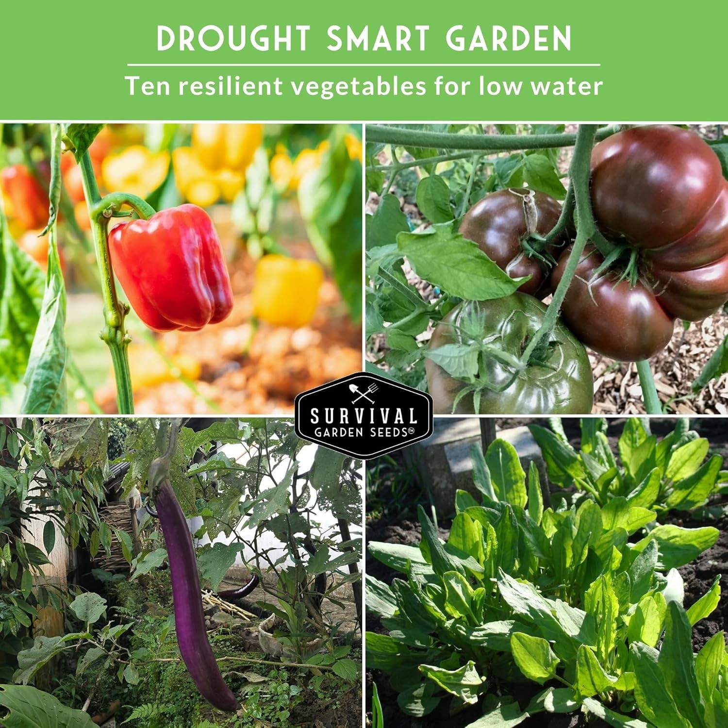 Vegetable Seeds Collection 10 Variety Heat Drought Tolerant Pack Garden