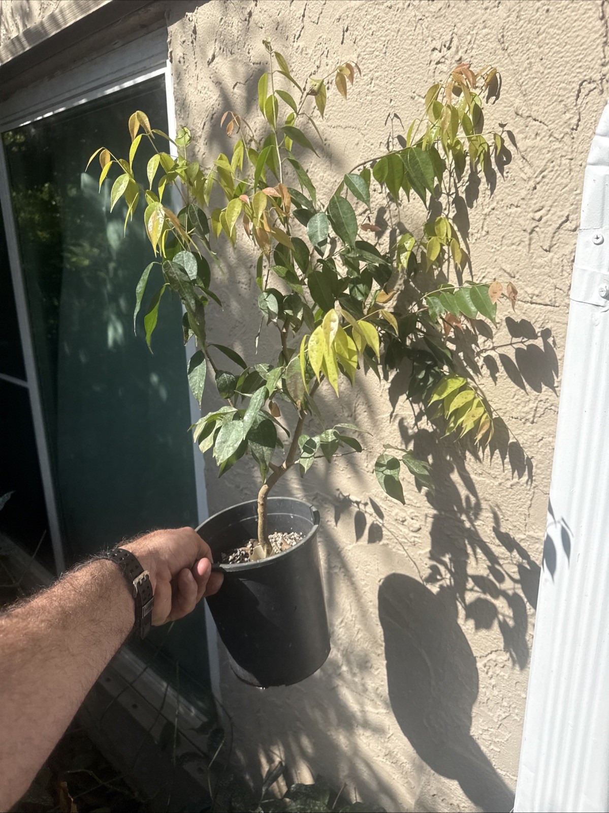 Plinia rivularis Large Seedling 5+ Yrs