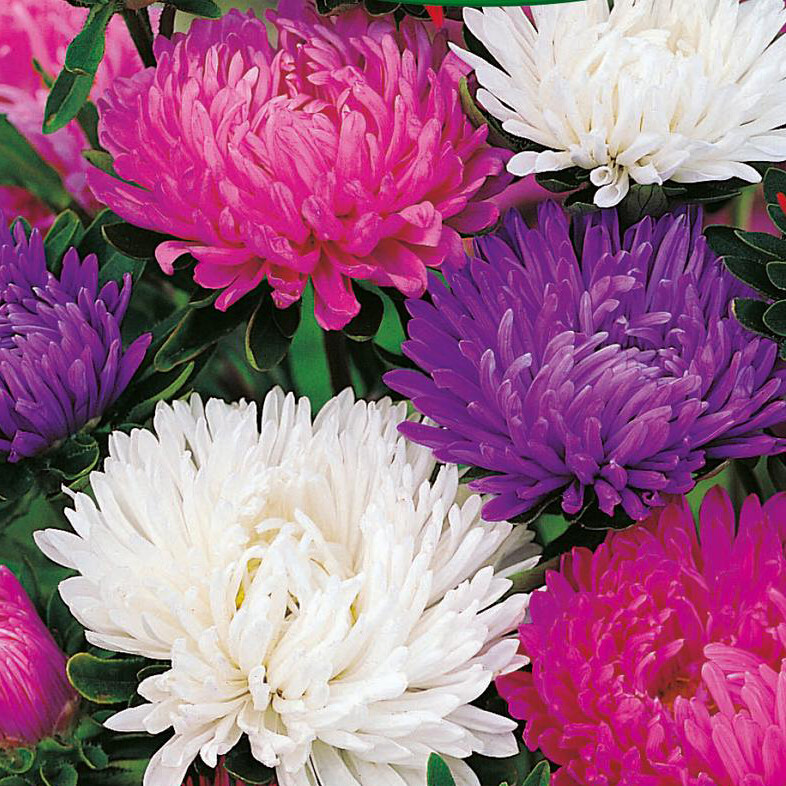 Giants Of California Aster Seeds | 100 – 2,000 Seeds | Non-GMO | Free Ship 1230