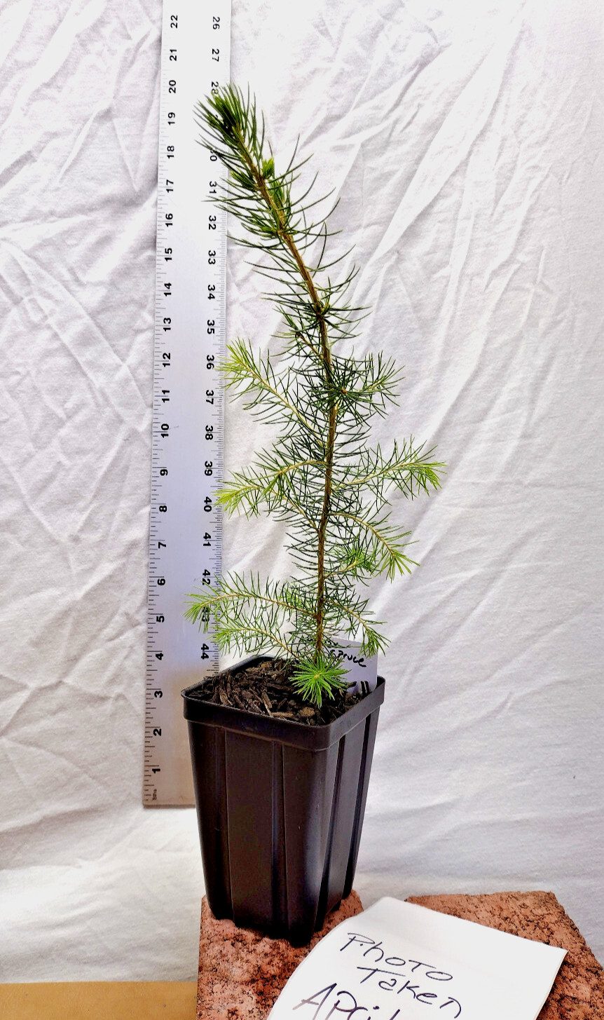 Norway Spruce 1 year old tree in nursery pot. Picea abies. Live
