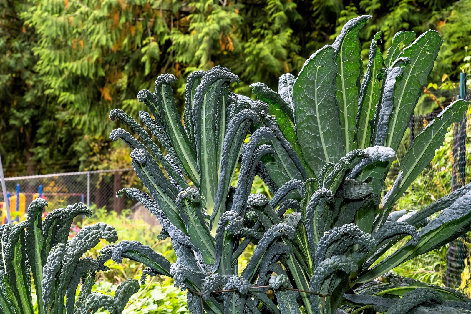 1500 LACINATO KALE Dinosaur Tuscan Black Brassica Oleracea Vegetable Seeds