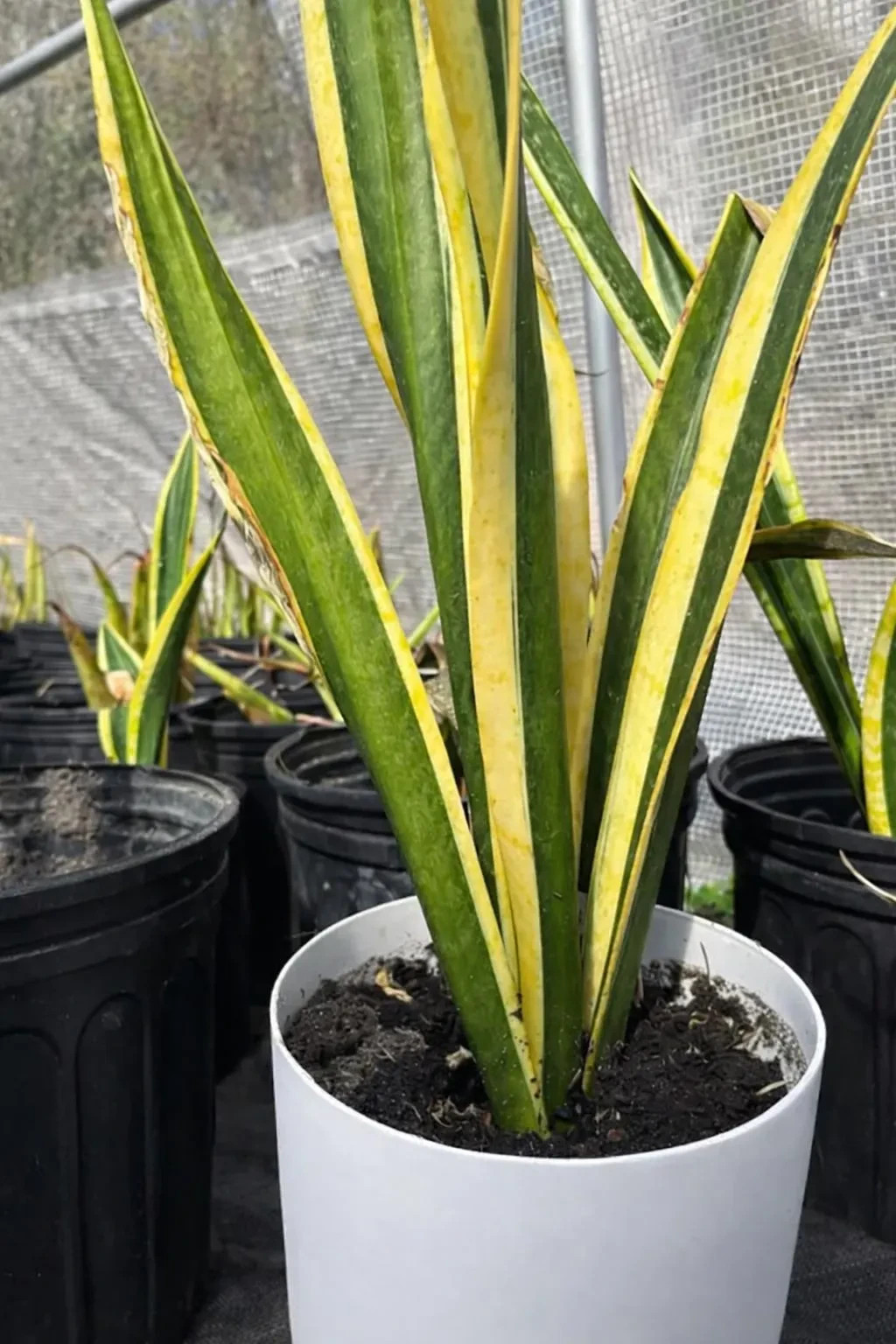 Variegated Snake Plant – Easy Care Air Purifying Houseplant (Bare-Root Shipping)