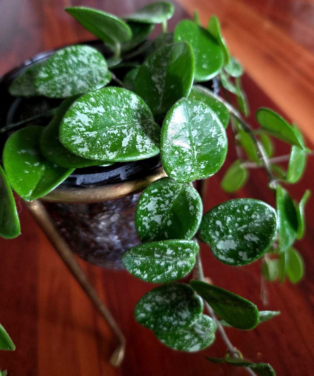 RARE Hoya Splashy Carnosa X Serpens 18″ Long No Monstera Philodendron Anthurium