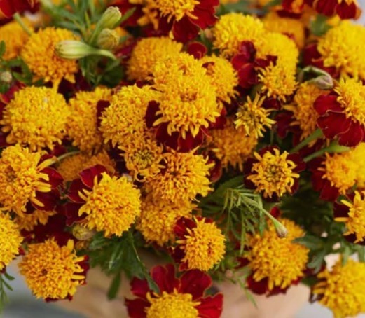 150+ Tiger Eyes French Marigold Seeds **Fresh Seeds* ~~Free Shipping~~
