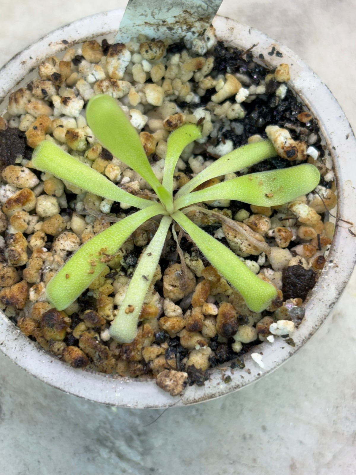 Pinguicula emarginata x moctezumae SG, Carnivorous Butterwort Plant Hybrid